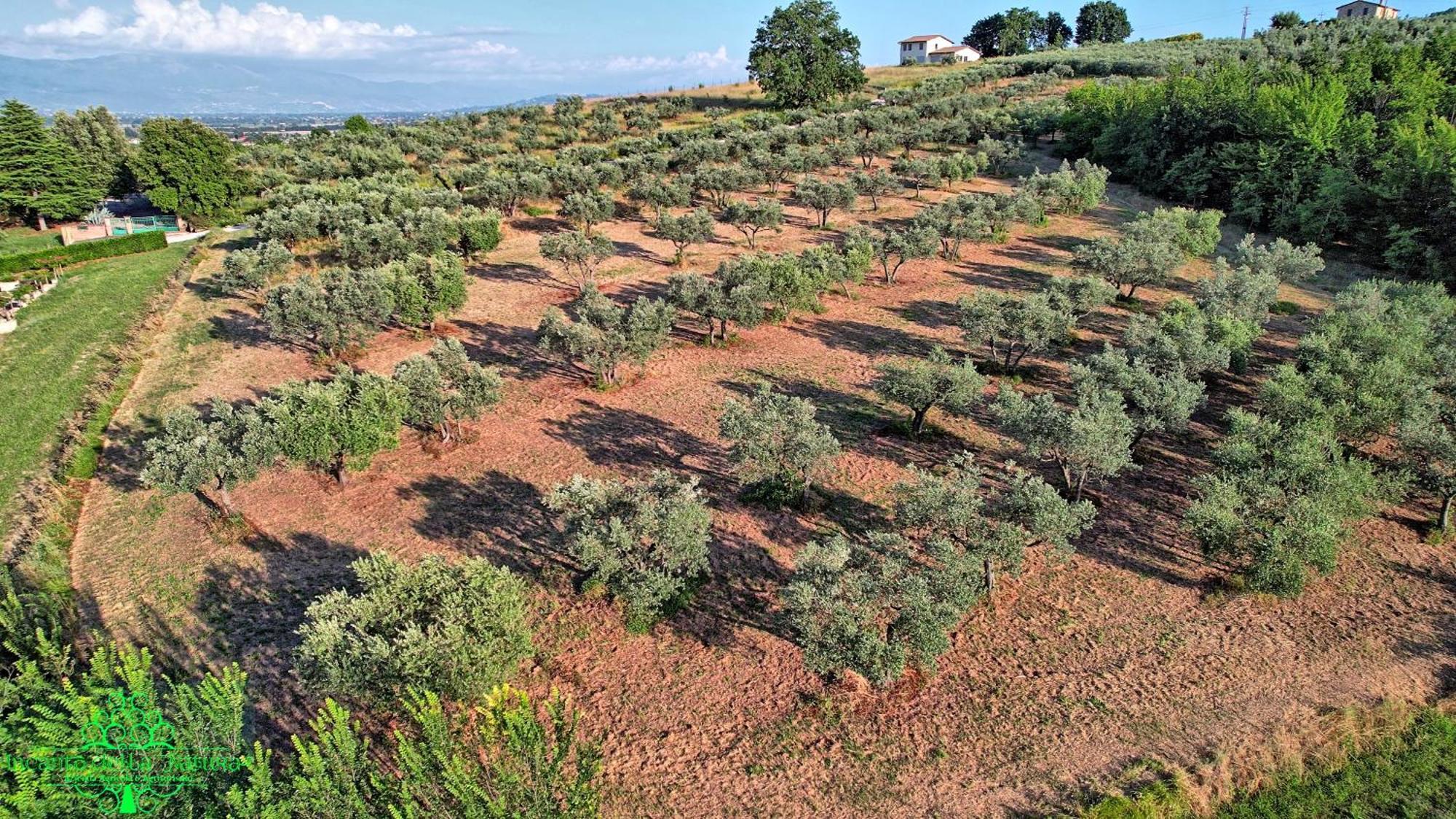 Agriturismo Incanto Della Natura Cannara Kültér fotó